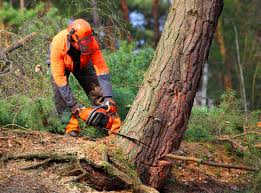 Best Tree Maintenance Programs  in Richland, WA