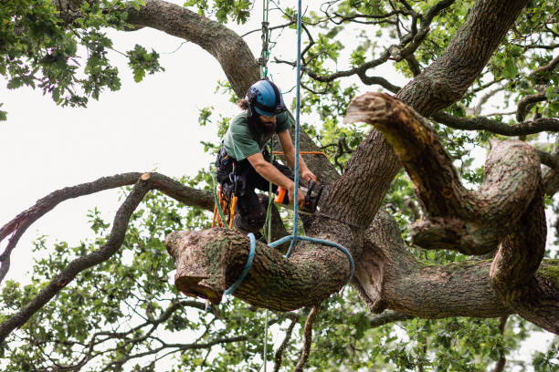 How Our Tree Care Process Works  in  Richland, WA
