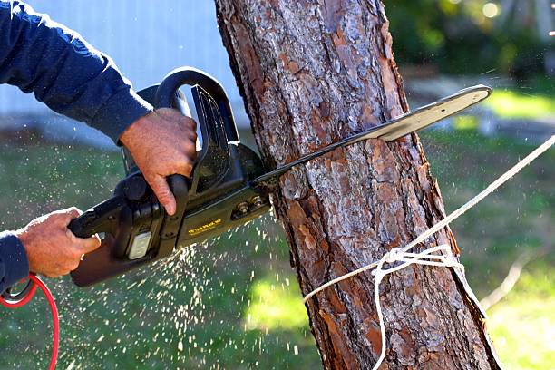 Best Tree Mulching  in Richland, WA