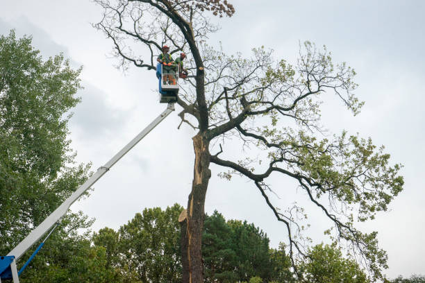 Best Hazardous Tree Removal  in Richland, WA