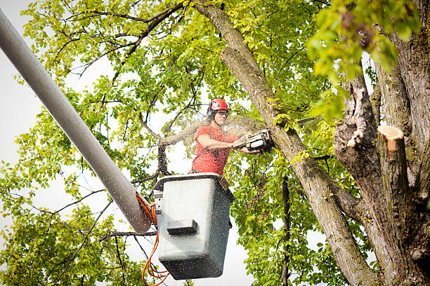 Best Firewood Processing and Delivery  in Richland, WA