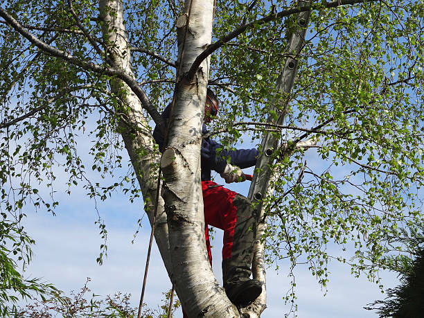 Best Tree Disease Treatment  in Richland, WA