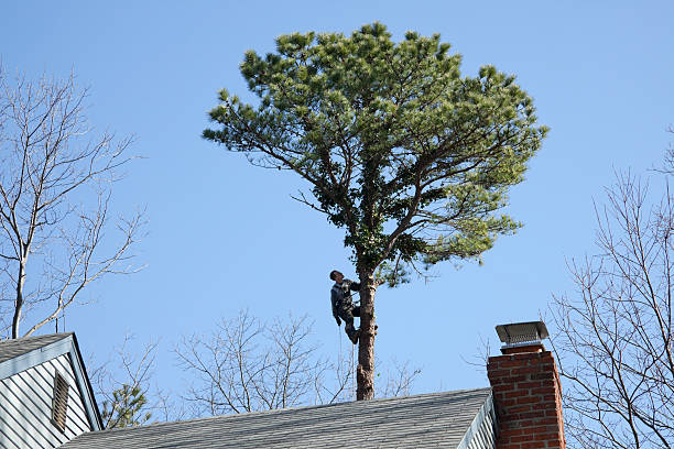 Best Fruit Tree Pruning  in Richland, WA