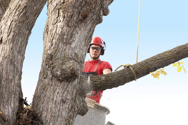 Best Stump Grinding and Removal  in Richland, WA
